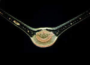 Figs: Light Micrograph (LM): A transverse section of a Fig leaf)