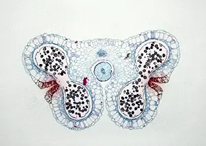 Anther: Light Micrograph (LM): Transverse section of Lilium
