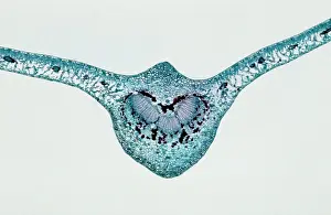 Transverse: Light Micrograph (LM): transverse section of Prunus Leaf