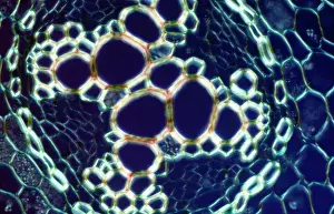 Transverse: Light Micrograph (LM): transverse section of root
