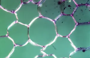 Packing: Light Micrograph (LM): transverse section shows