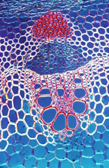 Bundle: Light Micrograph (LM): A transverse section shows
