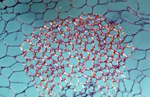 Tissue: Light Micrograph (LM): transverse section shows