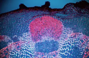 Tissue: Light Micrograph (LM): transverse section shows