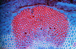 Tissue: Light Micrograph (LM): Transverse section shows