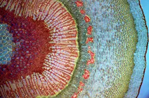 Ashes: Light Micrograph (LM): A Tranverse section of a