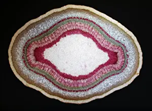 Ashes: Light Micrograph (LM): A Tranverse section of a