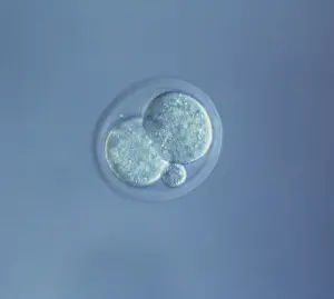 Microscope: Light Micrograph of Mouse Embryo at Two Cell Stage