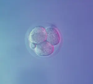 Light Micrograph of Mouse Embryo at Four Cell Stage