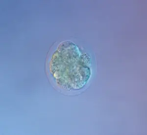 Microscope: Light Micrograph of Mouse Embryo at Eight Cell Stage