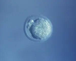 Embryos: Light Micrograph of Mouse Embryo at Single Cell