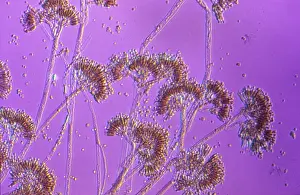 Mould: Light Micrograph: Penicillin, The Penicillium mould