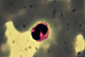 Protozoa: Light Micrograph: Plasmodium: a parasitic protozoa