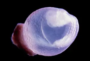 Fertilisation: Light Micrograph of Rat Embryo 10.2 days after