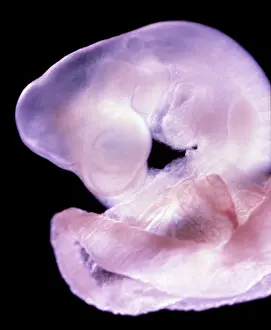 Fertilisation: Light Micrograph of Rat Embryo 11.5 days after fertilisation