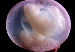 Fertilisation: Light Micrograph of Rat Embryo 11.5 days after fertilisation