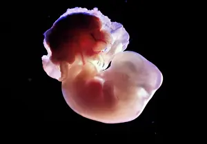 Fertilisation: Light Micrograph of Rat Embryo 13.2 days after