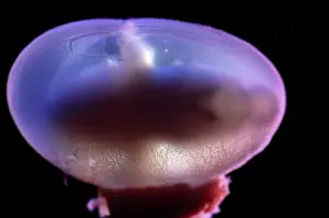 Embryos: Light Micrograph of Rat Embryo - 14.5 days into