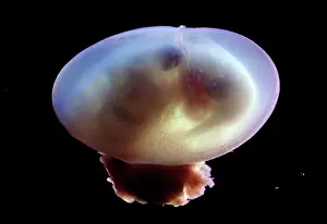 Embryos: Light Micrograph of Rat Embryo - 14.5 days into
