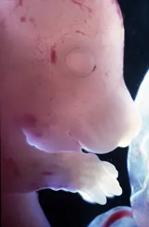 Embryos: Light Micrograph of Rat Embryo without its yolk
