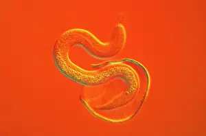 Roundworm: Light Micrograph - a roundworm hatching from its