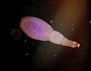 Intestinal: Light Micrograph: Tapeworm