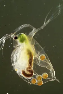 Flea: Light Micrograph: Water Flea
