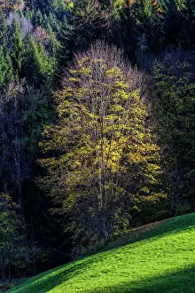 Tempe: Light play in the foliage of a maple in autumn