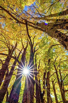 Sapindales: Light play in maple foliage in autumn, Aravis Massif