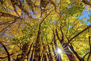 Sapindales: Light play in maple foliage in autumn, Aravis Massif
