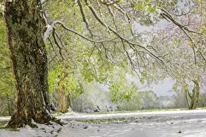 Kentucky: Light snow on overhanging branches in early spring