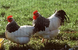 Ardea London: Light Sussex CHICKENS - Pair