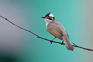 Bulbul: Light-vented Bulbul / Chinese Bulbul