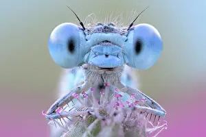 Antennata: Lightblue eyes damselfly, Luzzara, Reggio Emilia