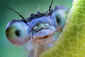 Antennata: Lightblue eyes damselfly, Luzzara, Reggio Emilia