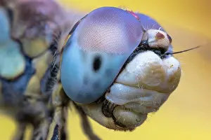 Odonate: Lightblue eyes dragonfly, Luzzara, Reggio Emilia