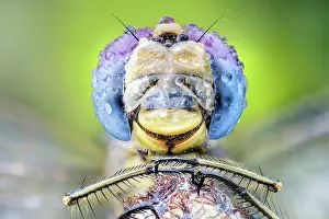 Anisoptera: Lightblue eyes dragonfly, Luzzara, Reggio Emilia