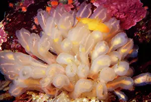 Clavelina: Lightbulb Tunicate Sea Squirt - on rocks