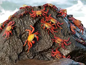 Shellfishes: Lightfoot Crab
