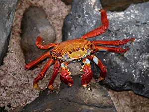 Shellfishes: Lightfoot Crab