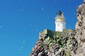 Gannet: Lighthouse and cliffs, blue sky with countless birds