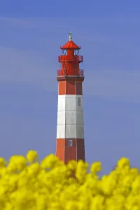 Baltic: Lighthouse Fluegge, Flagge and flowering rape field on Fehma
