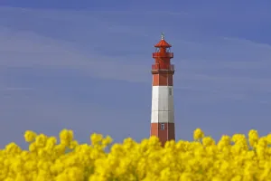 Baltic: Lighthouse Fluegge, Flagge and flowering rape field on Fehma