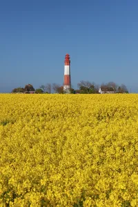 270321: Lighthouse Fluegge in flowering rape field - island