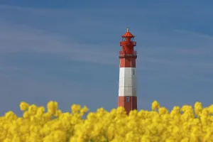 270321: Lighthouse Fluegge in flowering rape field - island
