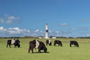 Belted: Lighthouse Kampen at island of Sylt - North Frisia