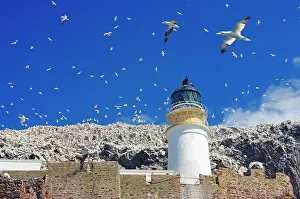 Gannet: Lighthouse, walls and cliffs, blue sky with countless