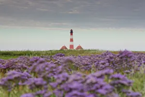 Vulgare: Lighthouse Westerhever with flowering Sea-lavender
