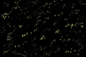 Fireflies: lightning bugs / fireflies at night - Tanjung Puting