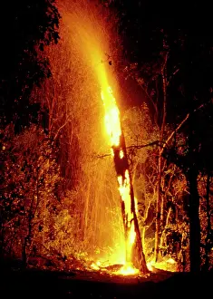 Strike: Lightning strike - tree becomes a torch. Murganella
